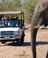 Chobe Day Trip
